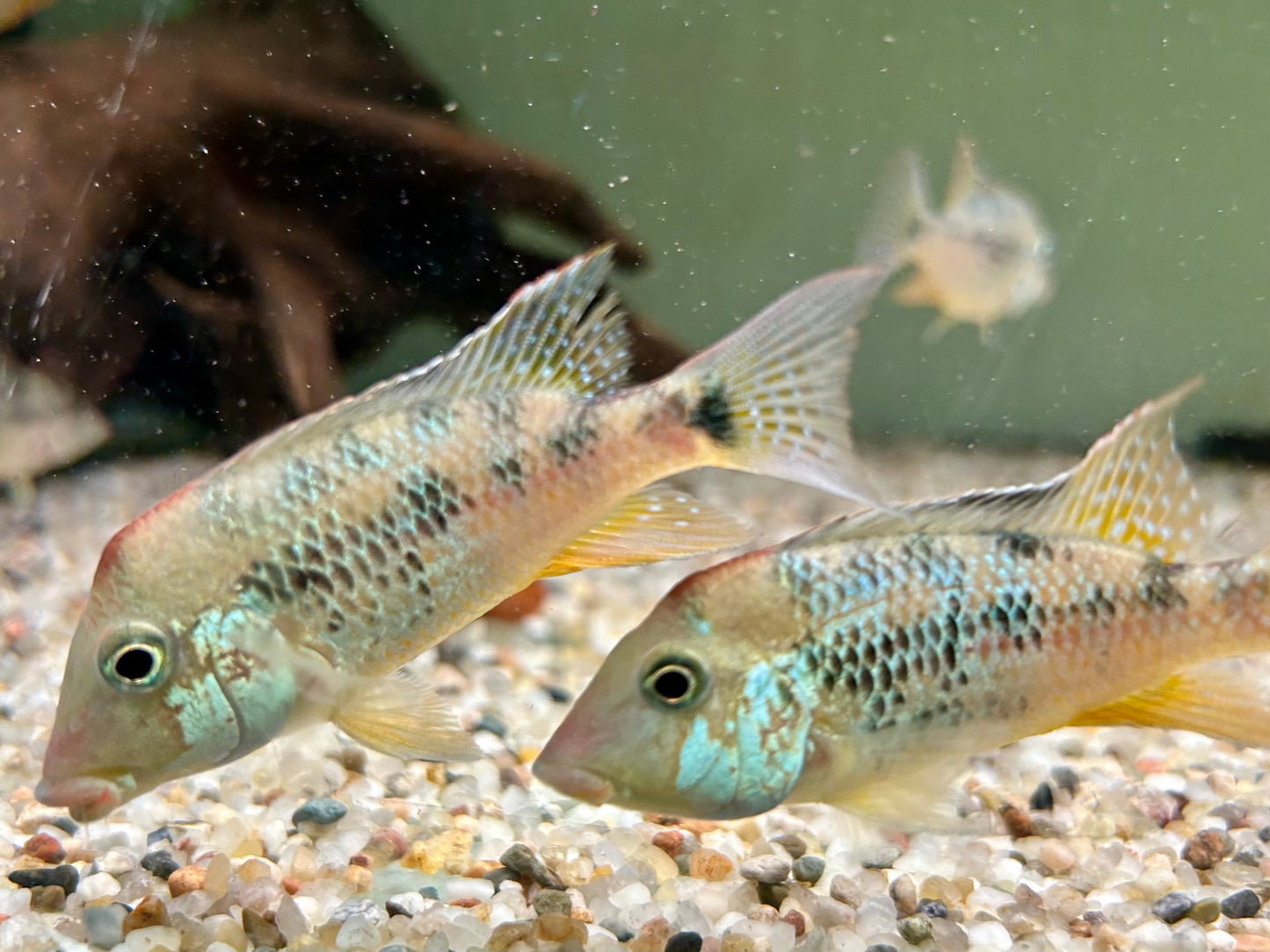 Rothauben Erdfresser Geophagus steindachneri