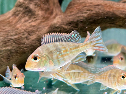 Rotkopf Erdfresser Geophagus pyrocephalus Tapajos red Head