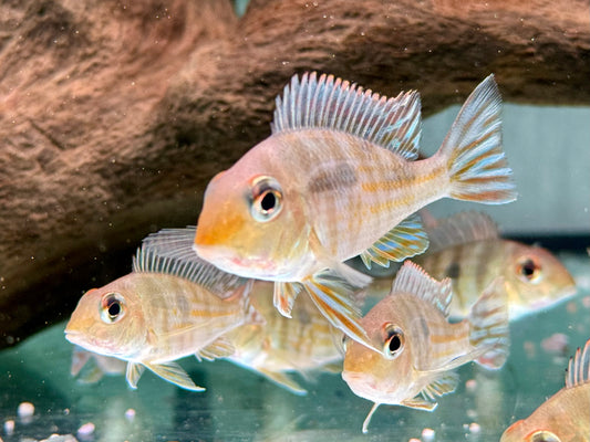 Rotkopf Erdfresser Geophagus pyrocephalus Tapajos red Head