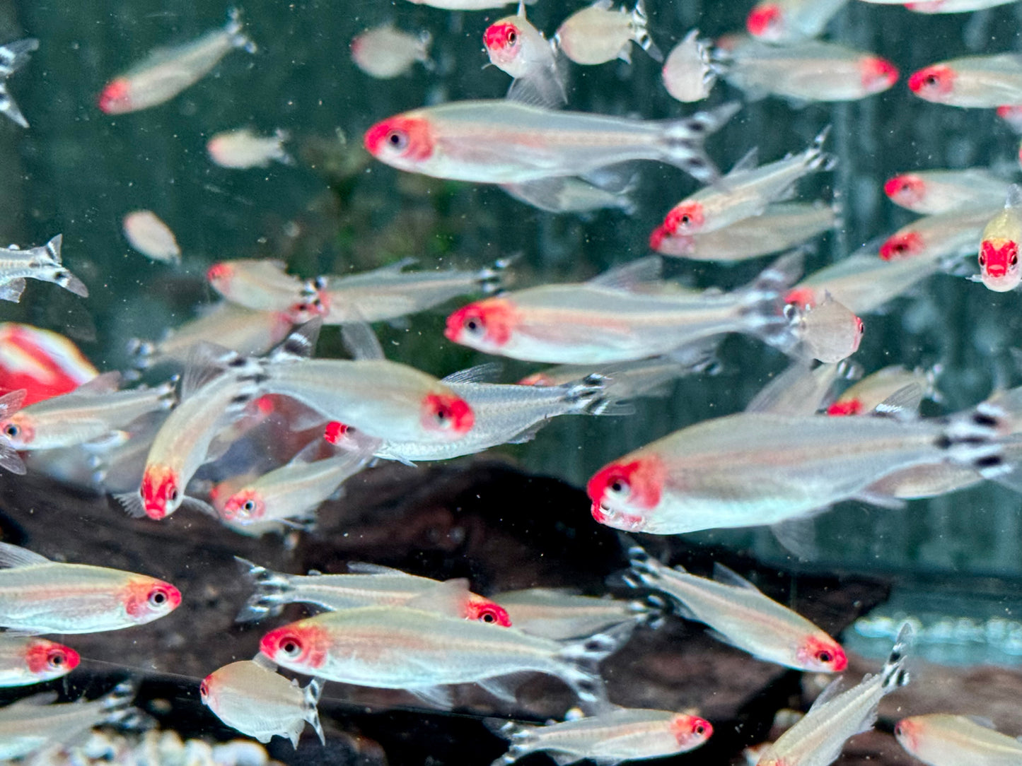 Rotkopfsalmler Hemigrammus bleheri L