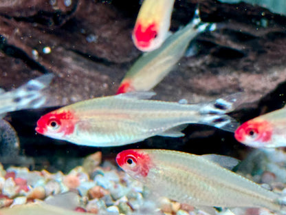 Rotkopfsalmler Hemigrammus bleheri L