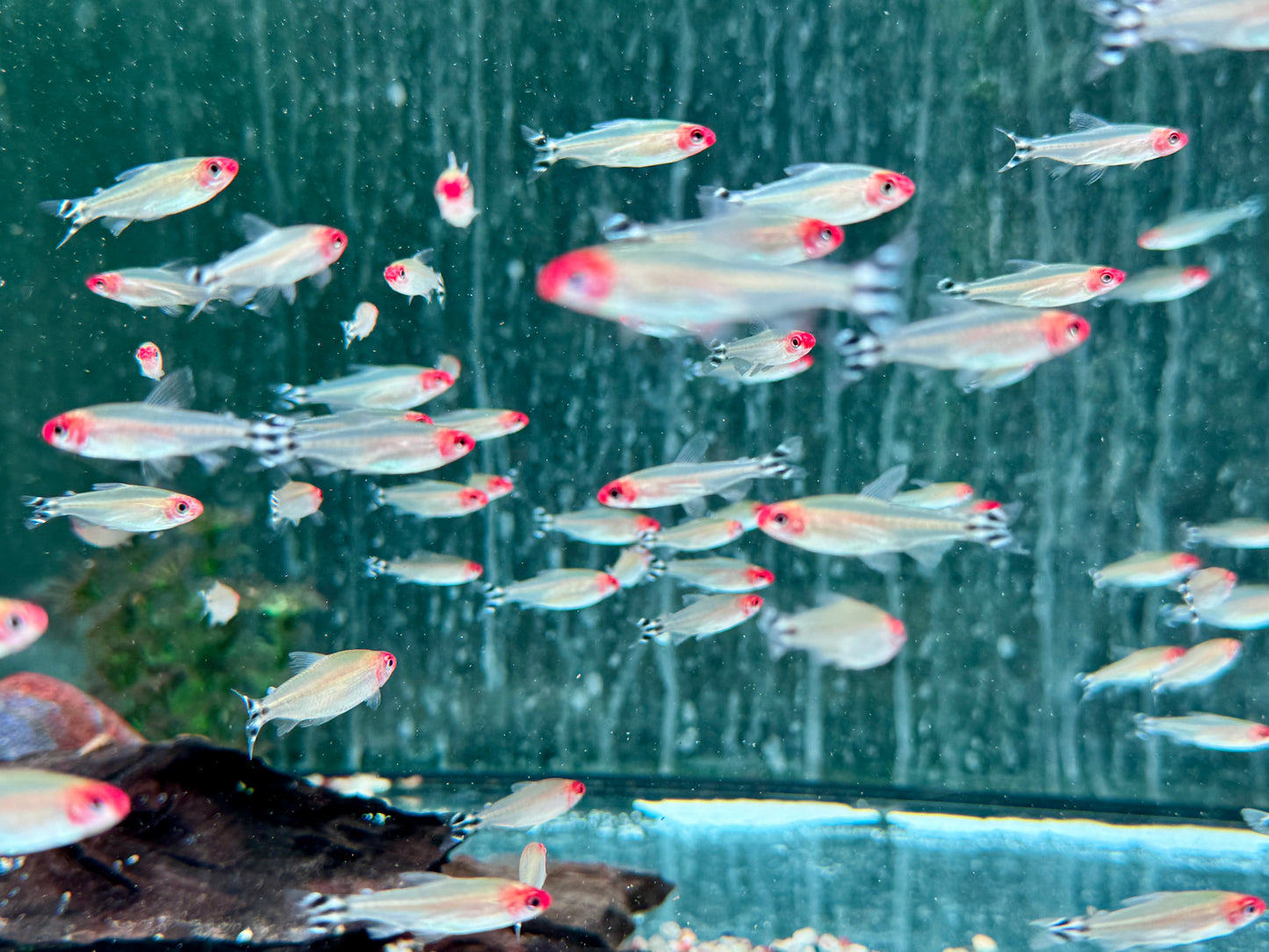 Rotkopfsalmler Hemigrammus bleheri L