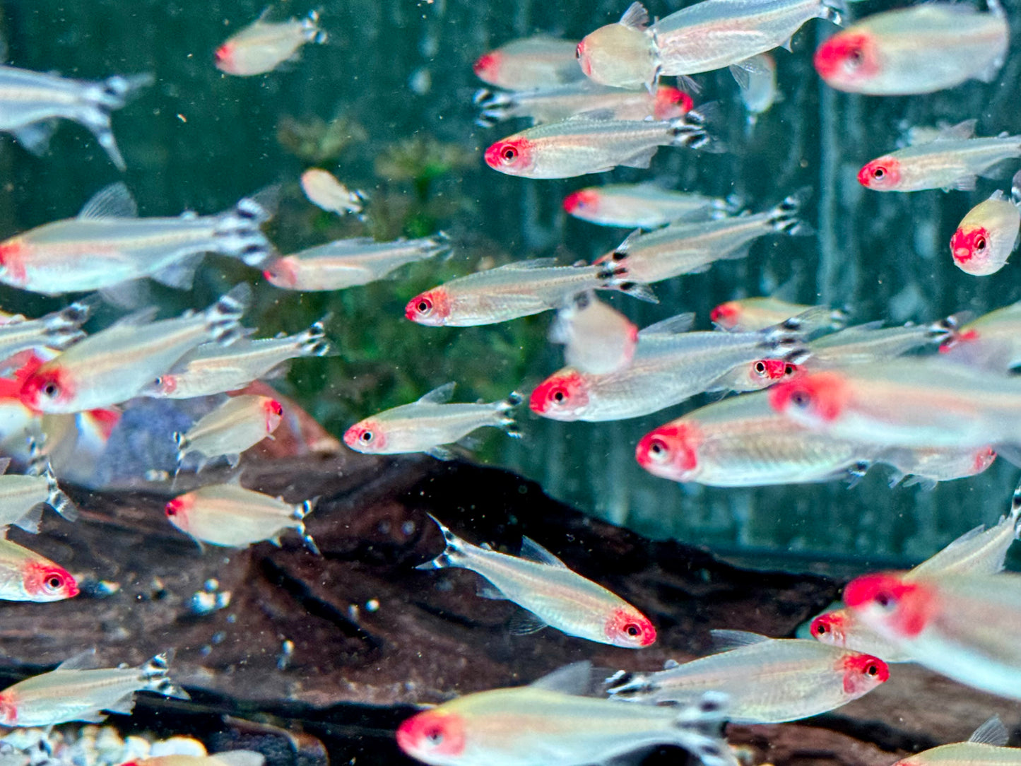 Rotkopfsalmler Hemigrammus bleheri L