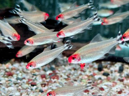 Rotkopfsalmler Hemigrammus bleheri L