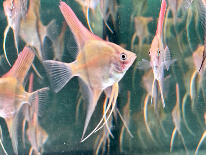 Manacapuru Rotrücken Skalar Pterophyllum spec.