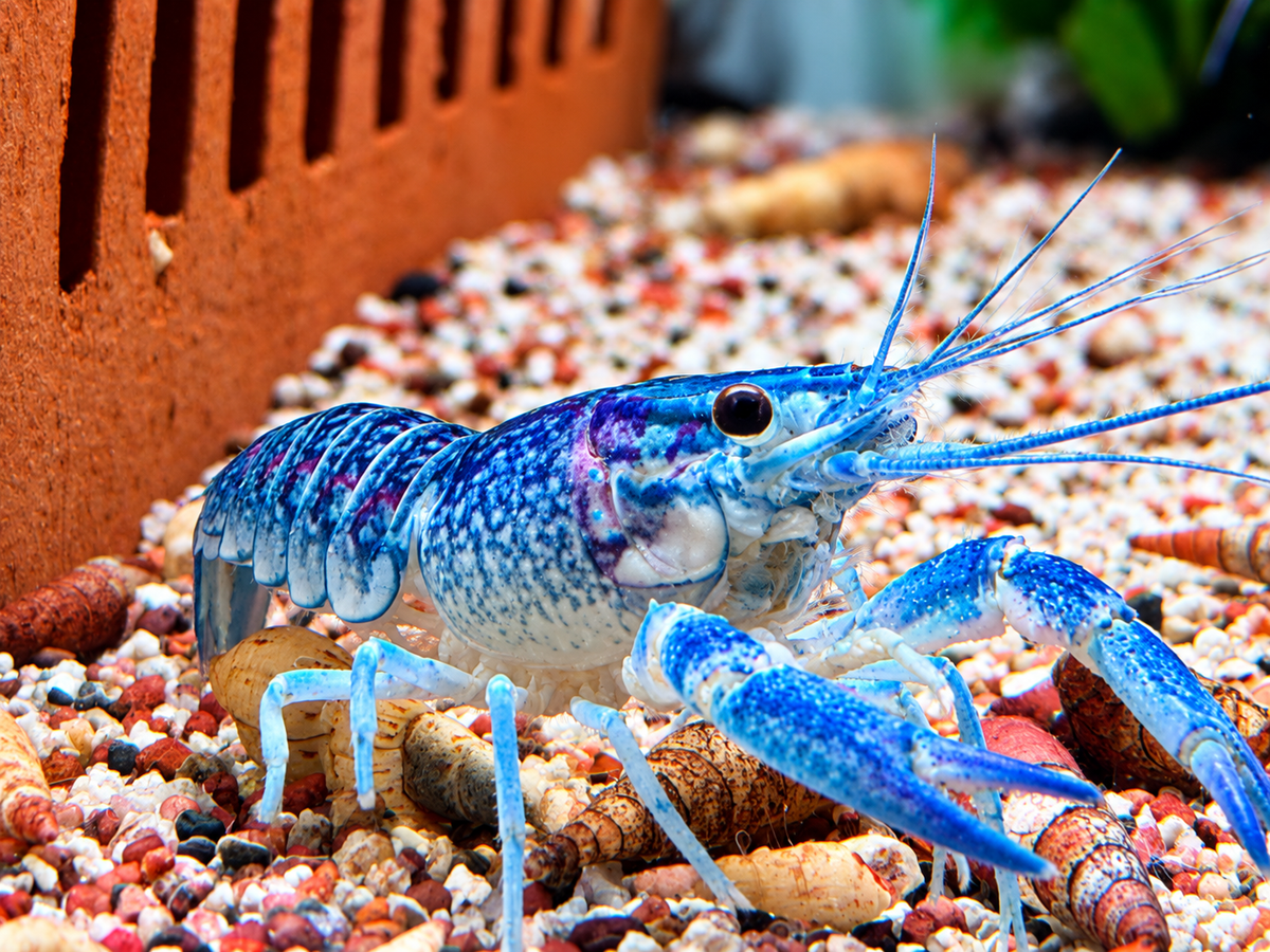 Rotscherenkrebs Cherax quadricarinatus