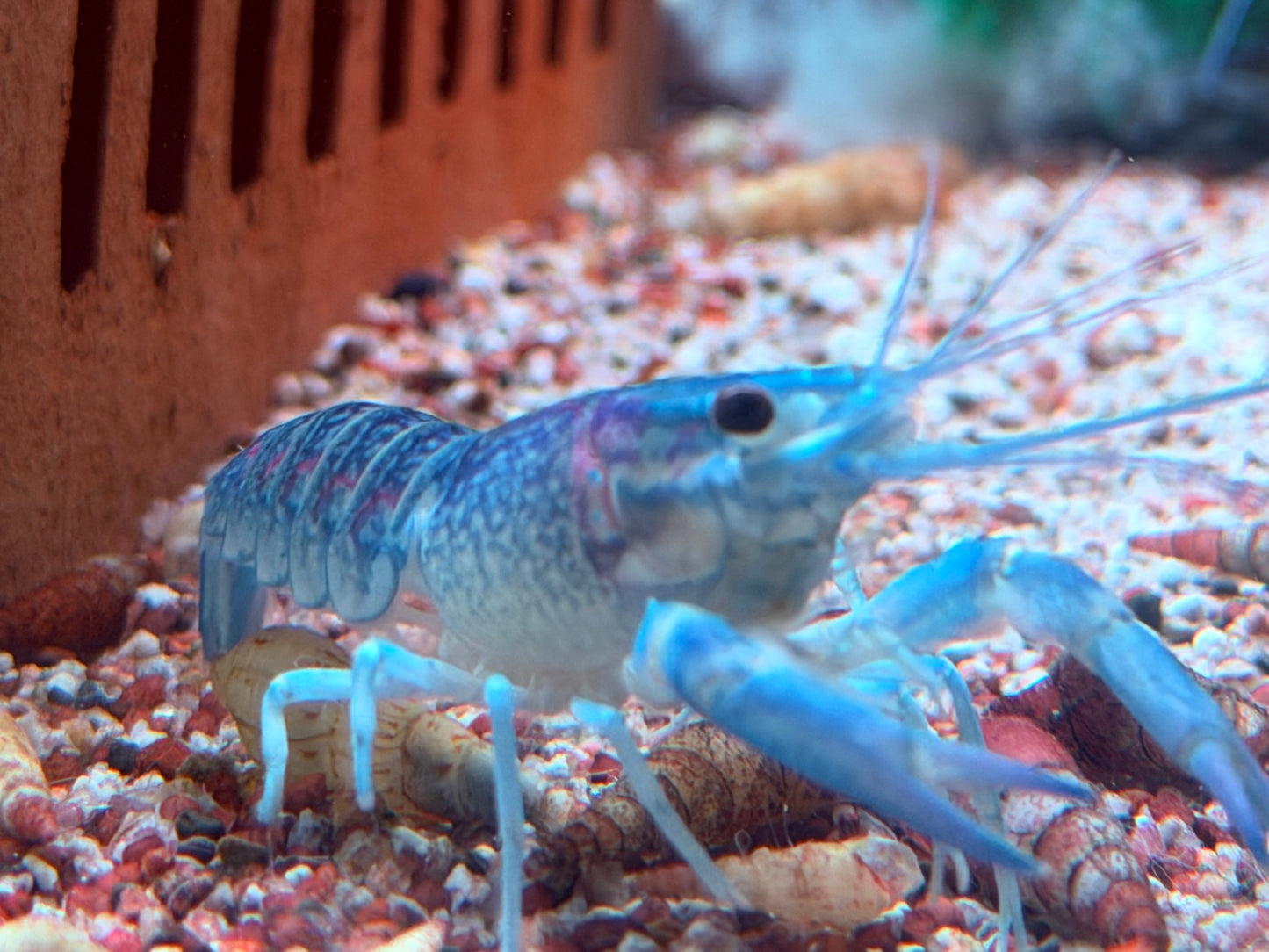 Rotscherenkrebs Cherax quadricarinatus