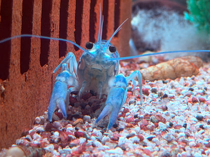 Rotscherenkrebs Cherax quadricarinatus