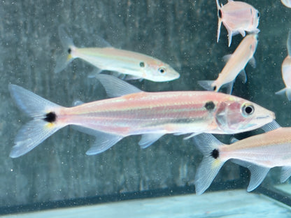 Rotschwanz-Barrakudasalmler Acestrorhynchus falcatus 9-11 cm