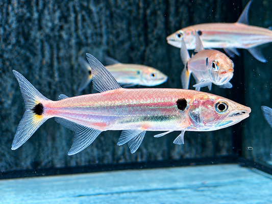 Rotschwanz-Barrakudasalmler Acestrorhynchus falcatus 9-11 cm