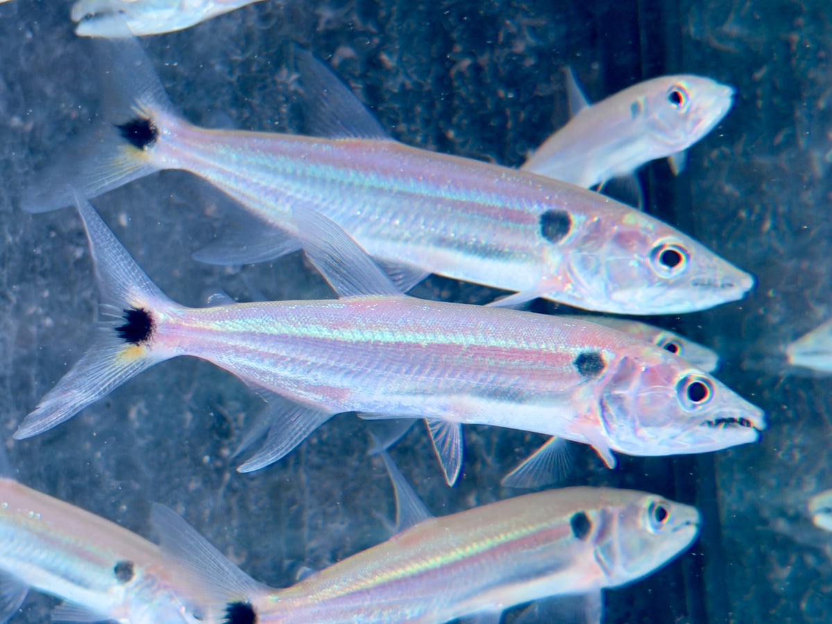 Rotschwanz-Barrakudasalmler Acestrorhynchus falcatus 9-11 cm