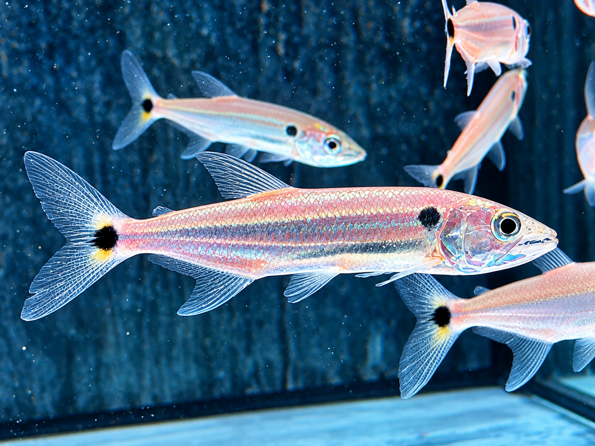 Rotschwanz-Barrakudasalmler Acestrorhynchus falcatus 9-11 cm
