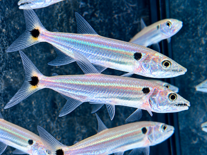 Rotschwanz-Barrakudasalmler Acestrorhynchus falcatus 9-11 cm