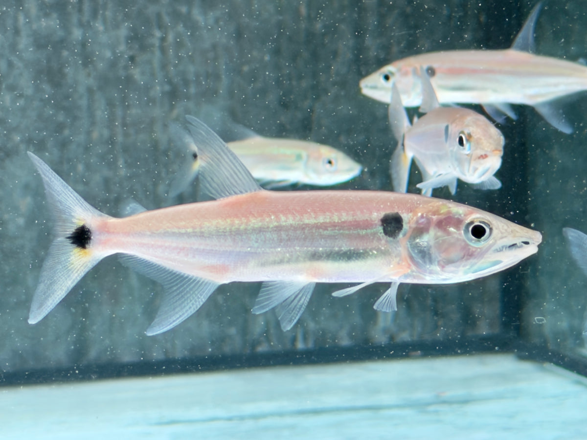 Rotschwanz-Barrakudasalmler Acestrorhynchus falcatus 9-11 cm