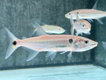 Rotschwanz-Barrakudasalmler Acestrorhynchus falcatus 9-11 cm