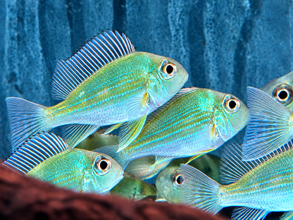 Rotstreifen Erdfresser Geophagus surinamensis