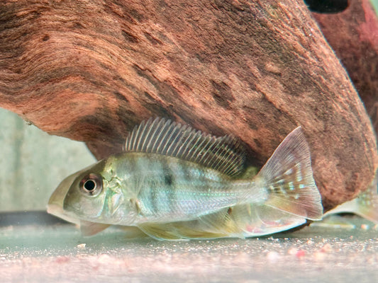 Rotstreifen Erdfresser Geophagus surinamensis