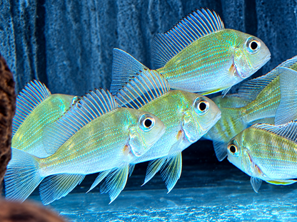 Rotstreifen Erdfresser Geophagus surinamensis