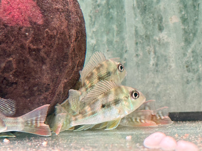 Rotstreifen Erdfresser Geophagus surinamensis