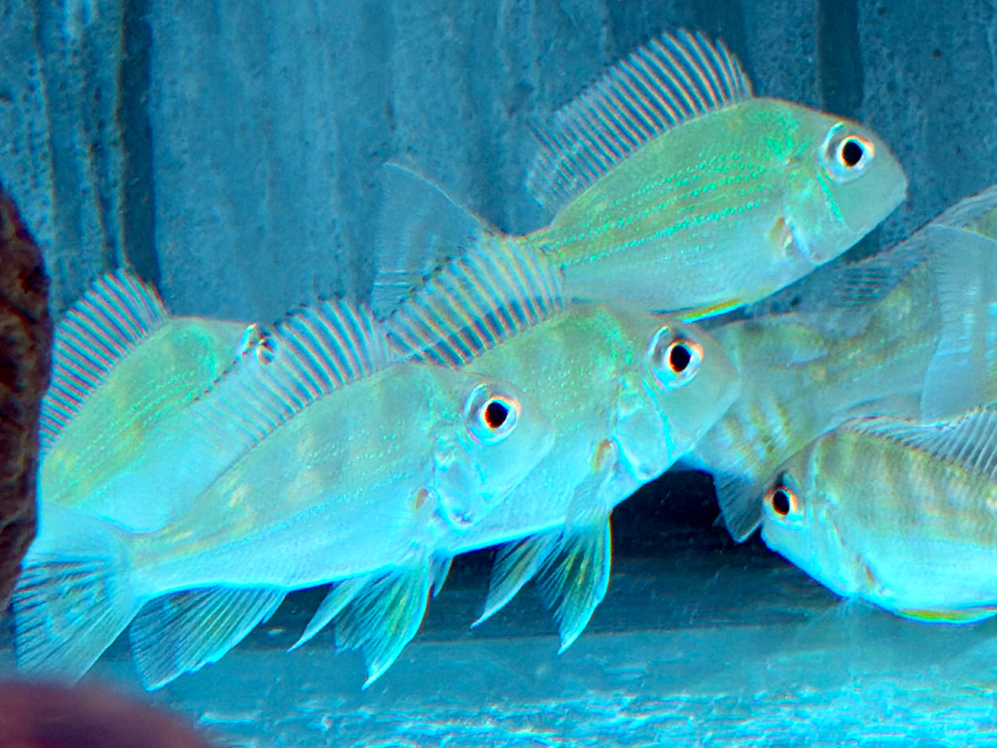 Rotstreifen Erdfresser Geophagus surinamensis