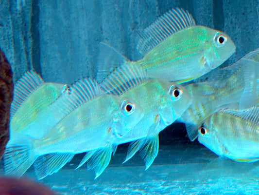 Rotstreifen Erdfresser Geophagus surinamensis