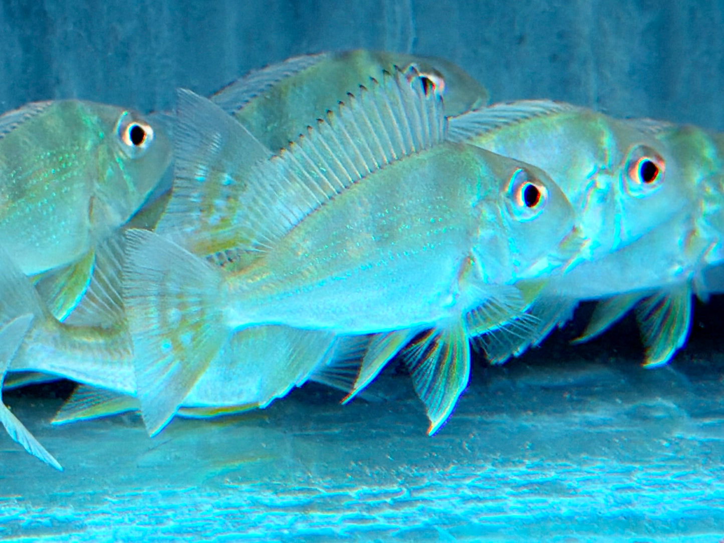 Rotstreifen Erdfresser Geophagus surinamensis