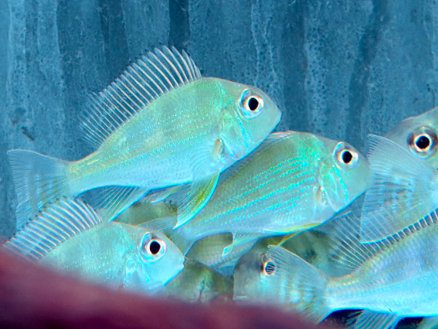Rotstreifen Erdfresser Geophagus surinamensis