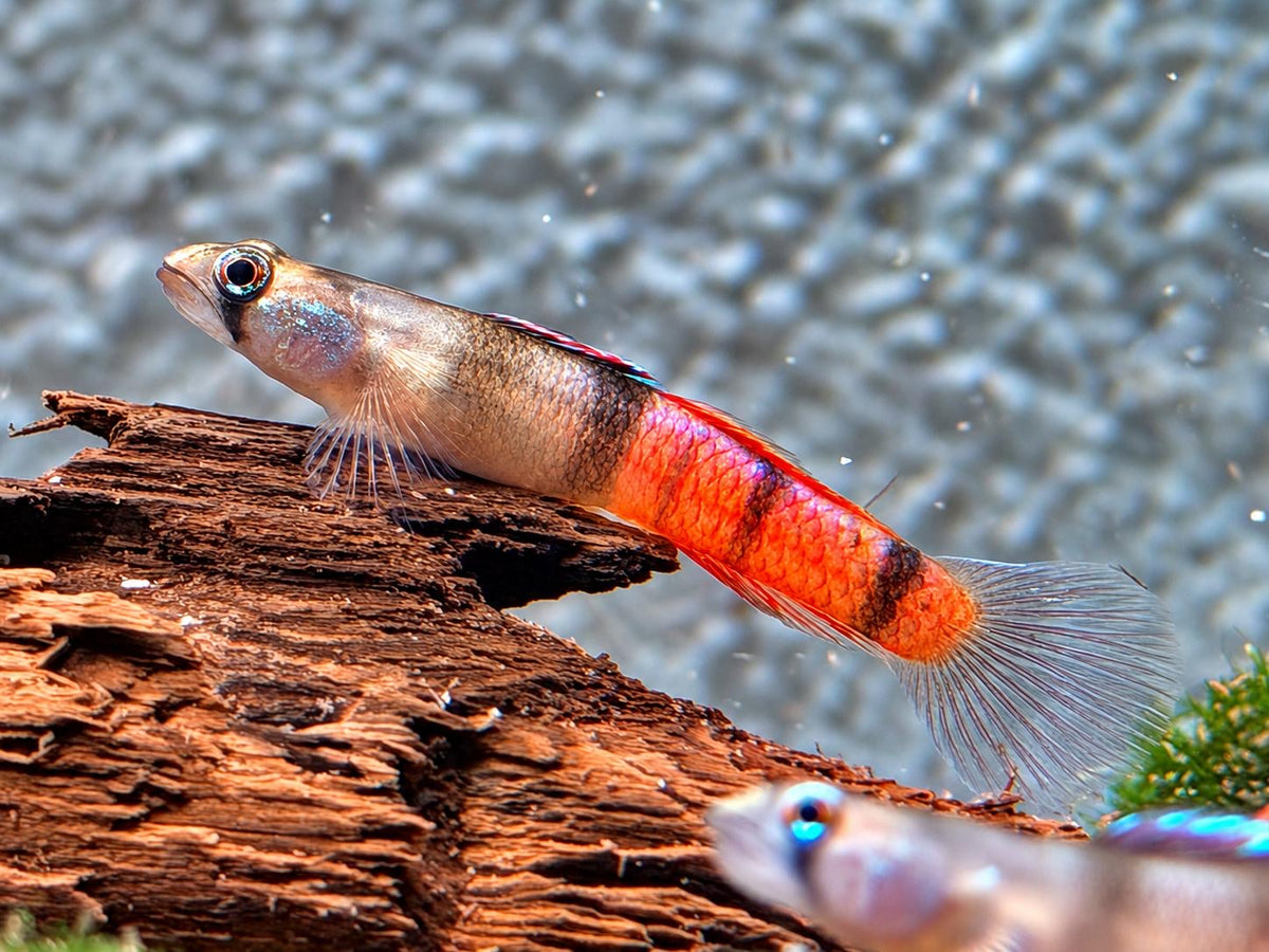 Rotstreifengrundel Sicyopus zosterophorus