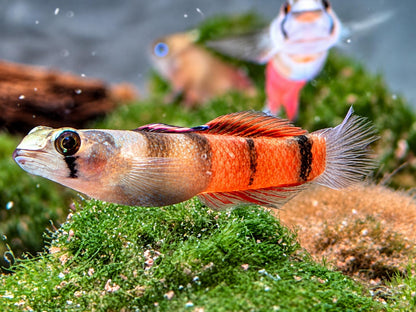 Rotstreifengrundel Sicyopus zosterophorus