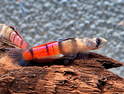 Rotstreifengrundel Sicyopus zosterophorus