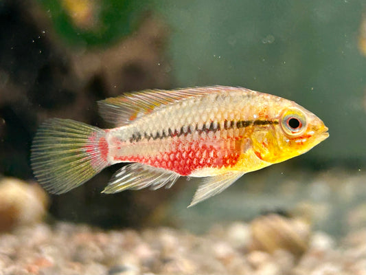 Rotstrich Zwergbuntbarsch Apistogramma hongsloi