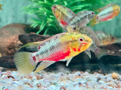 Rotstrich Zwergbuntbarsch Apistogramma hongsloi