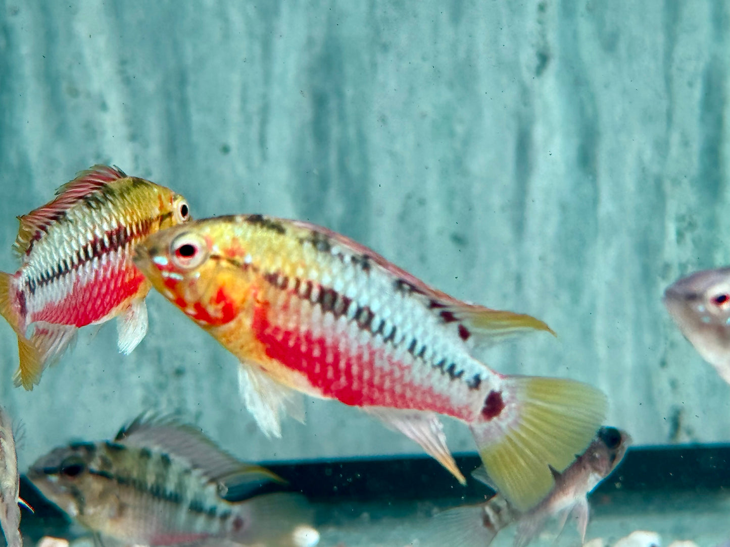 Rotstrich Zwergbuntbarsch Apistogramma hongsloi