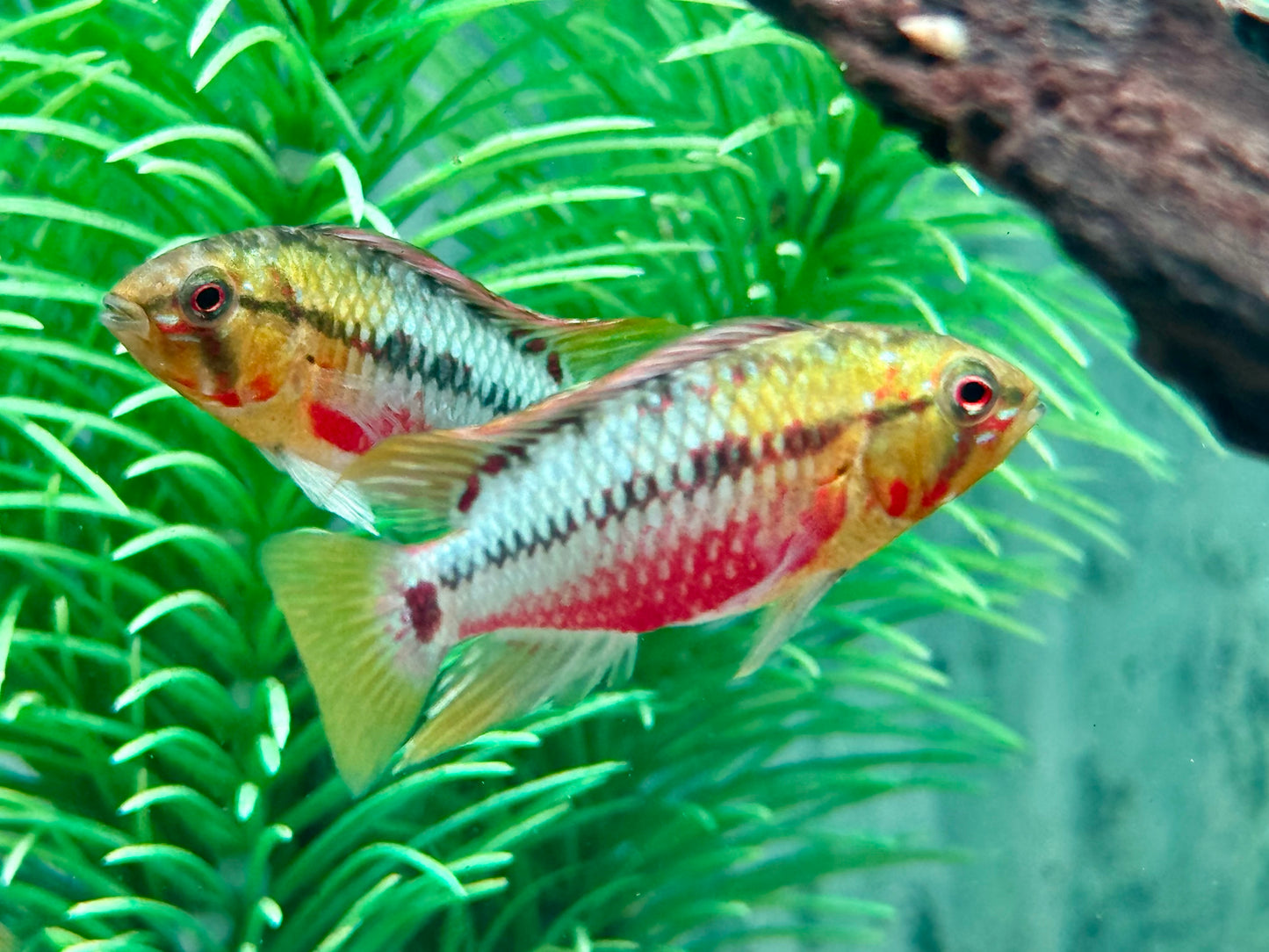 Rotstrich Zwergbuntbarsch Apistogramma hongsloi