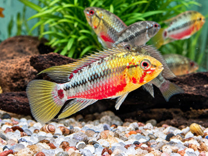 Rotstrich Zwergbuntbarsch Apistogramma hongsloi