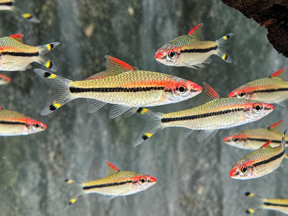 Rotstrichalgenfresser Denisonbarbe Sahyadria Puntius denisonii