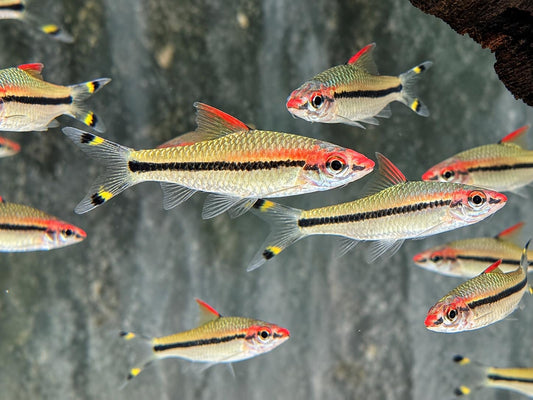 Rotstrichalgenfresser Denisonbarbe Sahyadria Puntius denisonii