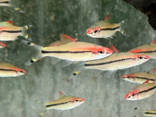 Rotstrichalgenfresser Denisonbarbe Sahyadria Puntius denisonii