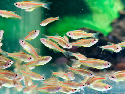 Rubinbärbling I Glühlichtbärbling Danio choprae