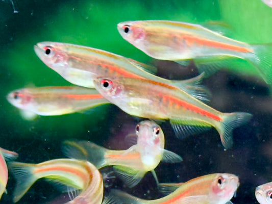 Rubinbärbling I Glühlichtbärbling Danio choprae