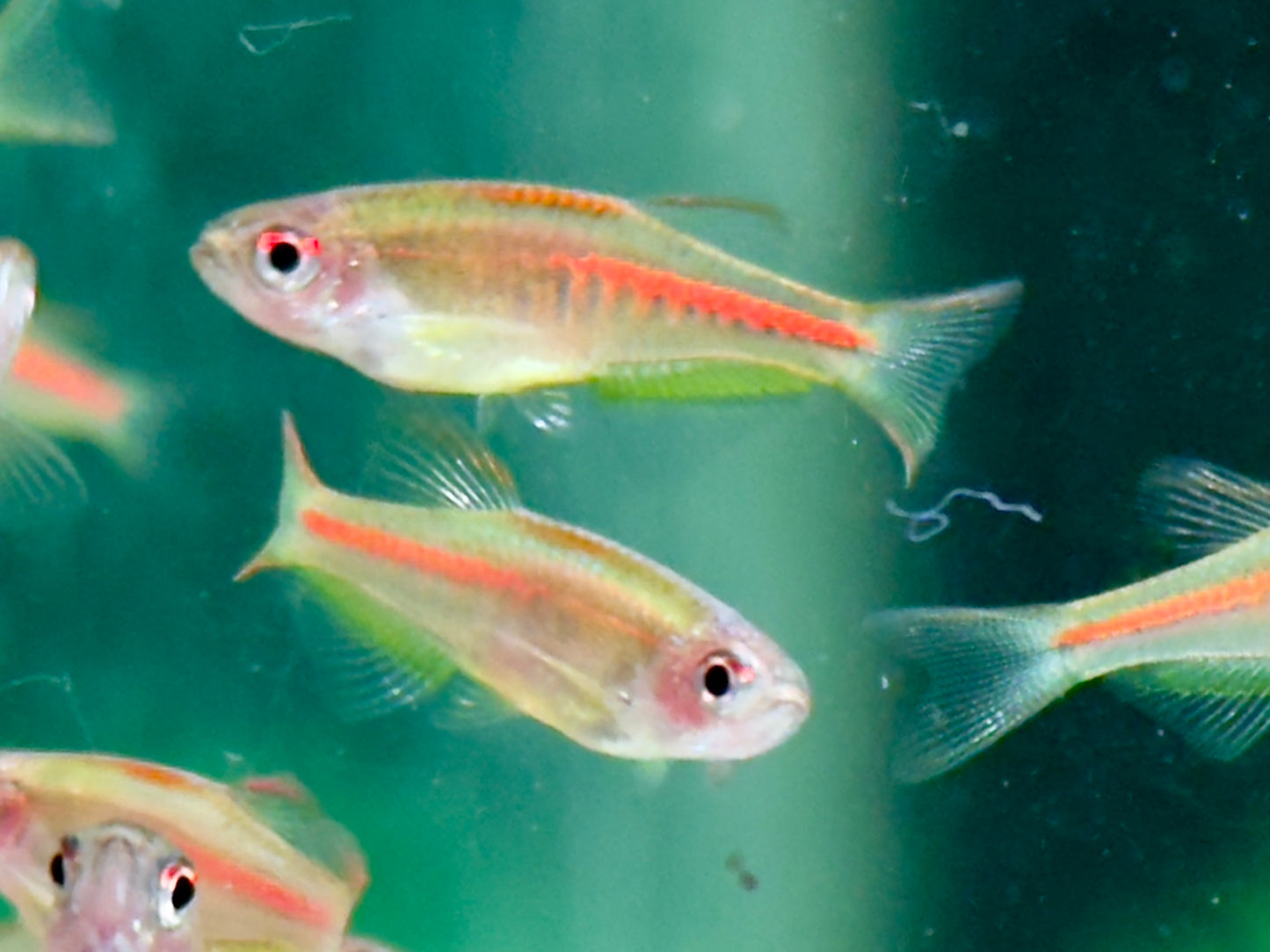 Rubinbärbling I Glühlichtbärbling Danio choprae