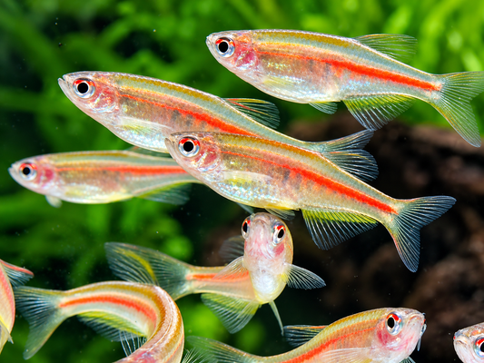 Rubinbärbling I Glühlichtbärbling Danio choprae