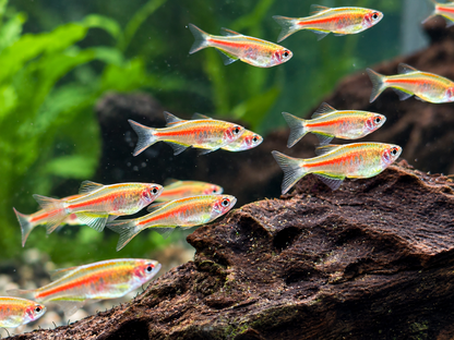 Rubinbärbling I Glühlichtbärbling Danio choprae