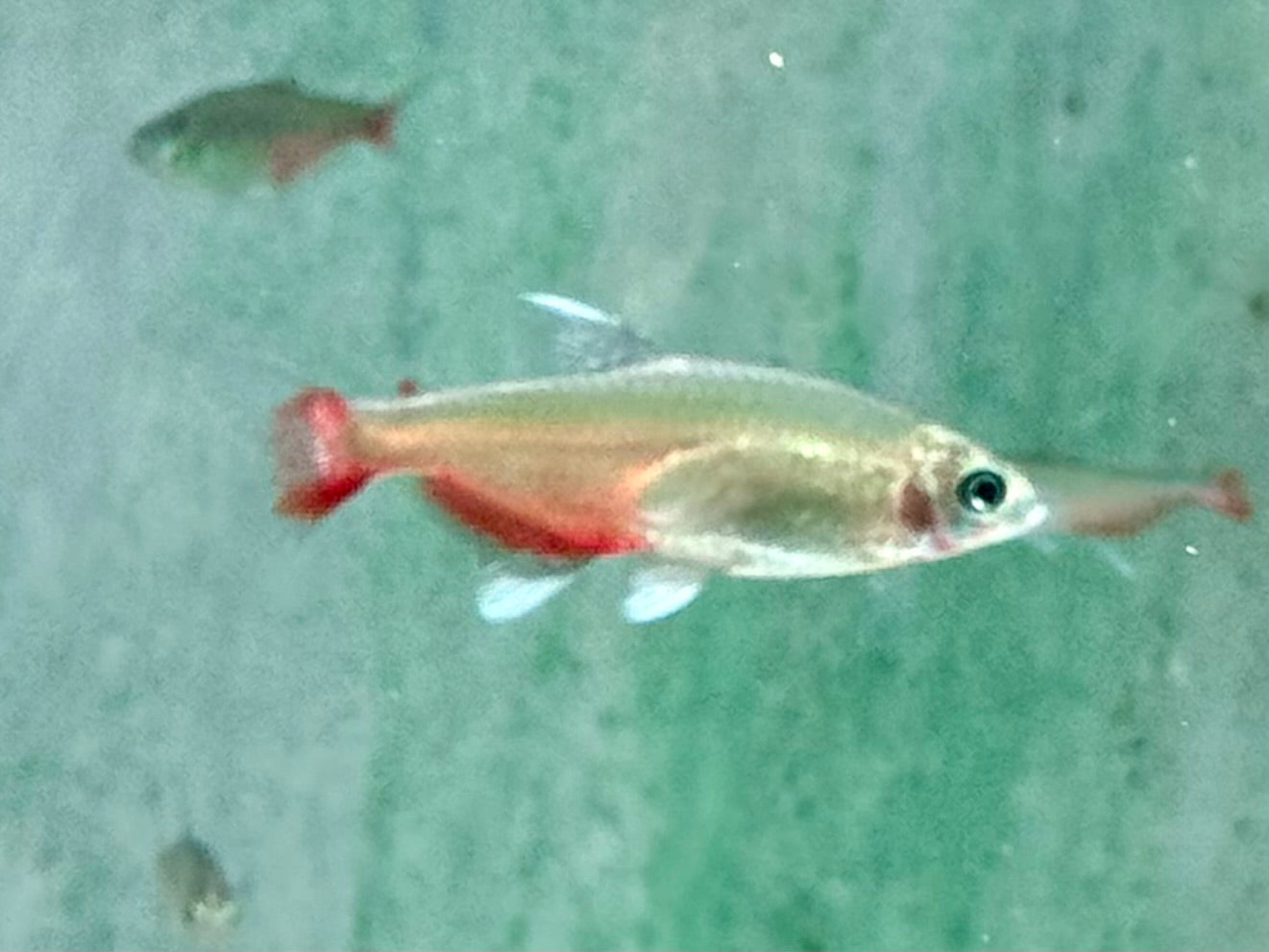 Rubinsalmler Aphyocharax rathbuni