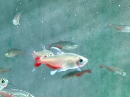 Rubinsalmler Aphyocharax rathbuni