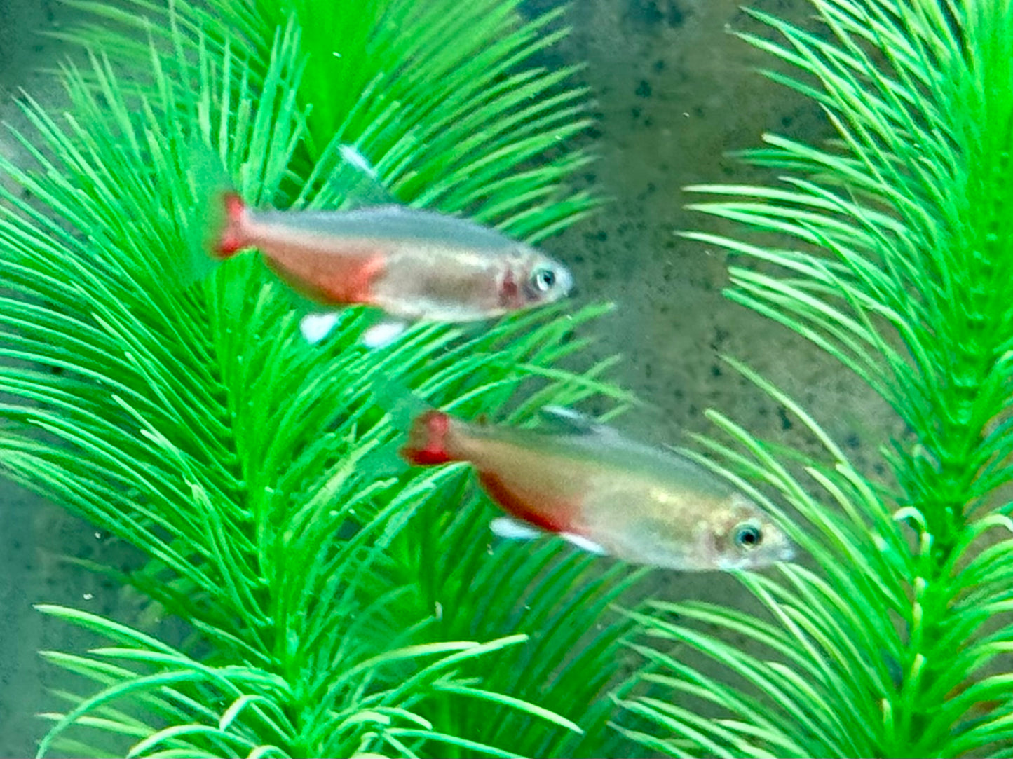 Rubinsalmler Aphyocharax rathbuni