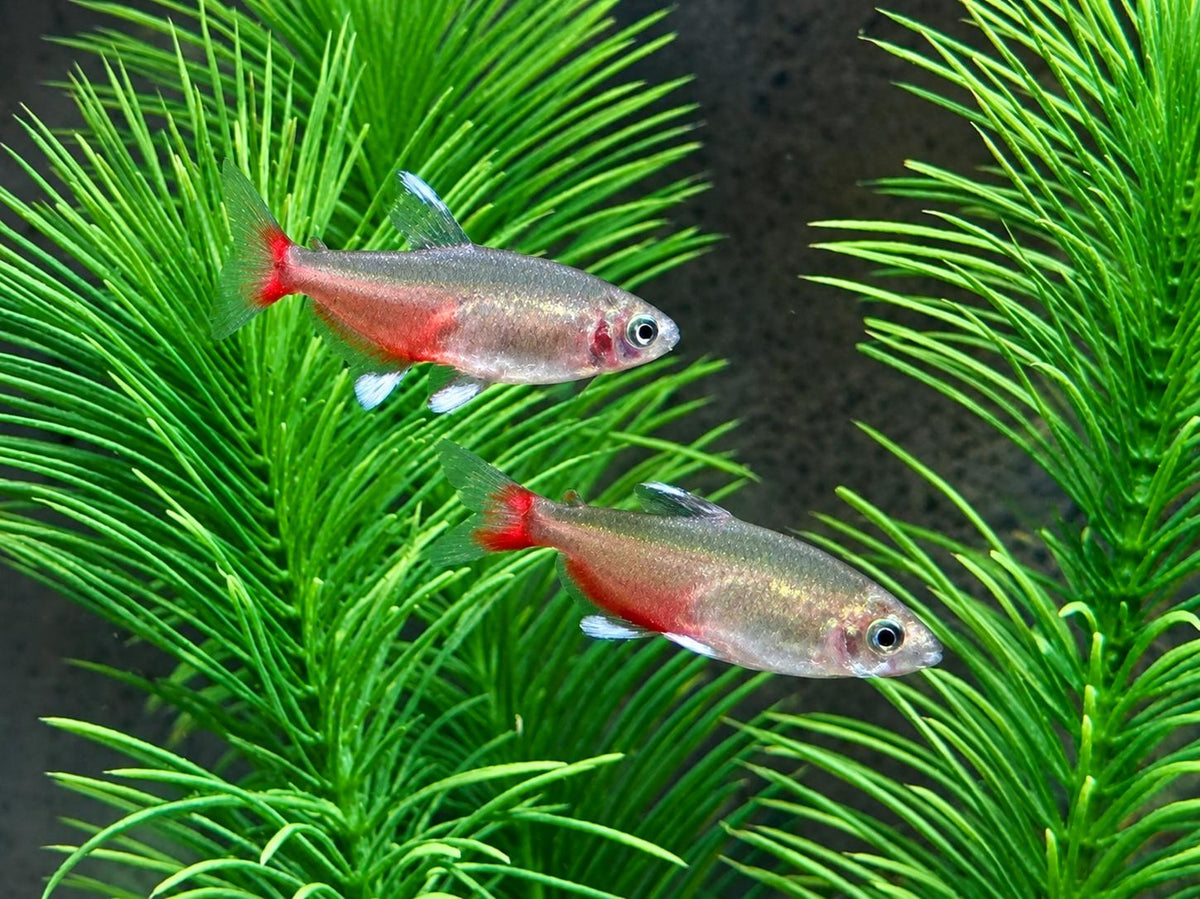 Rubinsalmler Aphyocharax rathbuni
