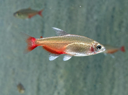 Rubinsalmler Aphyocharax rathbuni