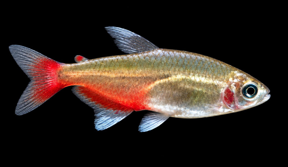 Rubinsalmler Aphyocharax rathbuni