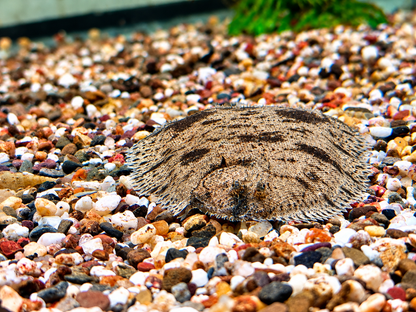 Süßwasserflunder Cynoglossus feldmanni